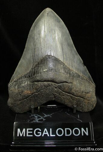 Inch Megalodon Tooth - Collector Quality #1528